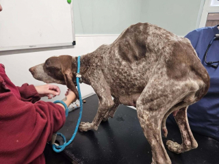 Illustration de l'article : Ancienne championne de concours canin, elle est condamnée après avoir laissé 77 chiens vivre dans la souffrance