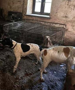 Illustration de l'article : Ancienne championne de concours canin, elle est condamnée après avoir laissé 77 chiens vivre dans la souffrance