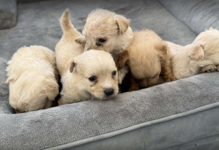 Illustration de l'article : Une simple photo envoyée par un passant déclenche le sauvetage de 7 chiots abandonnés dans un panier à linge et de leur mère