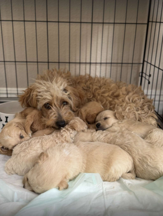 Illustration de l'article : Une simple photo envoyée par un passant déclenche le sauvetage de 7 chiots abandonnés dans un panier à linge et de leur mère