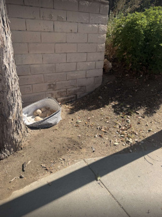 Illustration de l'article : Une simple photo envoyée par un passant déclenche le sauvetage de 7 chiots abandonnés dans un panier à linge et de leur mère