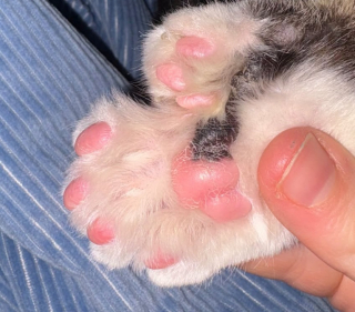 Illustration de l'article : Ce chat polydactyle de 10 mois entre officiellement au Guinness des records avec ses 28 doigts