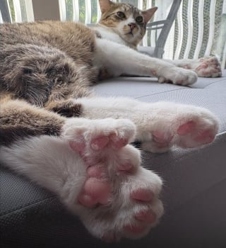 Illustration de l'article : Ce chat polydactyle de 10 mois entre officiellement au Guinness des records avec ses 28 doigts