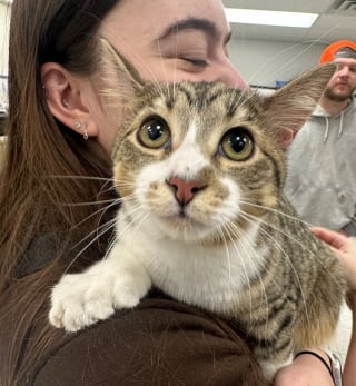 Illustration de l'article : Ce chat polydactyle de 10 mois entre officiellement au Guinness des records avec ses 28 doigts