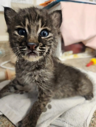 Illustration de l'article : Après un feu de broussailles, les pompiers pensent sauver un chaton domestique avant de découvrir qu’il s’agit d’un lynx roux