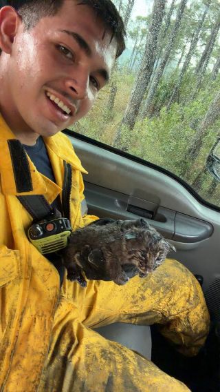 Illustration de l'article : Après un feu de broussailles, les pompiers pensent sauver un chaton domestique avant de découvrir qu’il s’agit d’un lynx roux