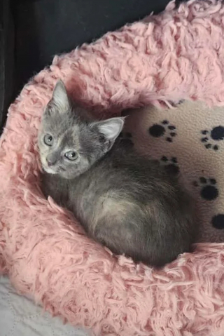 Illustration de l'article : Un chaton coincé dans un conduit pluvial s'offre un nouveau départ en famille d'accueil après l'élan de solidarité ayant permis son sauvetage