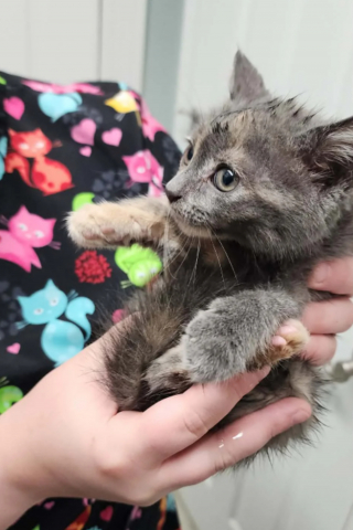 Illustration de l'article : Un chaton coincé dans un conduit pluvial s'offre un nouveau départ en famille d'accueil après l'élan de solidarité ayant permis son sauvetage