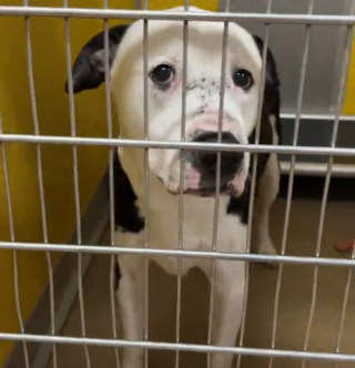 Illustration de l'article : Ce Pitbull tr&egrave;s triste au refuge retrouve la joie de vivre en apprenant sa future adoption (vid&eacute;o)
