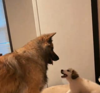 Illustration de l'article : D&eacute;couvert sous un camion ce chiot r&eacute;ussit l'exploit de faire jouer sa grande soeur Malinois pourtant tr&egrave;s impassible de nature (vid&eacute;o)