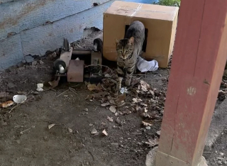 Illustration de l'article : Attachée à une caisse sans eau ni nourriture, cette chatte méfiante apprend à faire confiance et découvre la vie en intérieur