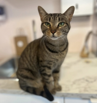 Illustration de l'article : Attachée à une caisse sans eau ni nourriture, cette chatte méfiante apprend à faire confiance et découvre la vie en intérieur