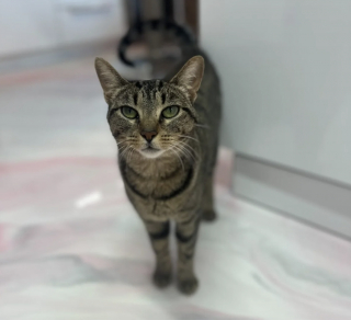 Illustration de l'article : Attachée à une caisse sans eau ni nourriture, cette chatte méfiante apprend à faire confiance et découvre la vie en intérieur