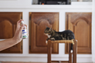 Illustration de l'article : Le chat et le déménagement
