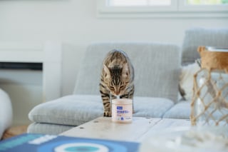 Illustration de l'article : Le stress chez le chat