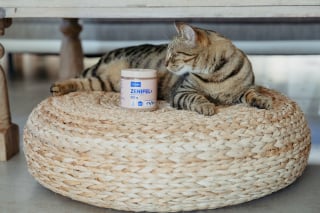 Illustration de l'article : Les conflits entre chats