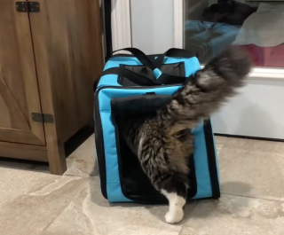 Illustration de l'article : Bien au chaud dans son sac de transport ce chat Maine Coon d&eacute;vale les pistes enneig&eacute;es en luge avec son propri&eacute;taire (vid&eacute;o)