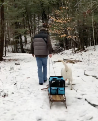 Illustration de l'article : Bien au chaud dans son sac de transport ce chat Maine Coon d&eacute;vale les pistes enneig&eacute;es en luge avec son propri&eacute;taire (vid&eacute;o)