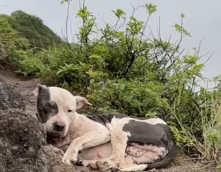 Illustration de l'article : &laquo; J&rsquo;ai mal aux bras, mais mon c&oelig;ur est rempli de joie &raquo;, un ultra-marathonien assure le sauvetage intense d&rsquo;une chienne coinc&eacute;e entre 2 falaises