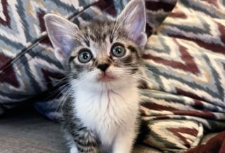 Illustration de l'article : Port&eacute;s par une &laquo; envie de vivre &raquo;, ces chatons anciennement errants se battent pour surmonter un retard important de croissance 