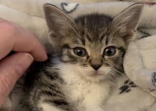 Illustration de l'article : Port&eacute;s par une &laquo; envie de vivre &raquo;, ces chatons anciennement errants se battent pour surmonter un retard important de croissance 