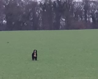 Illustration de l'article : Film&eacute; lors de son abandon au bord de la route dans la Somme, ce Bouvier Bernois est enfin secouru apr&egrave;s une semaine d'errance