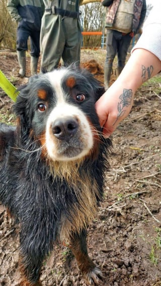 Illustration de l'article : Film&eacute; lors de son abandon au bord de la route dans la Somme, ce Bouvier Bernois est enfin secouru apr&egrave;s une semaine d'errance