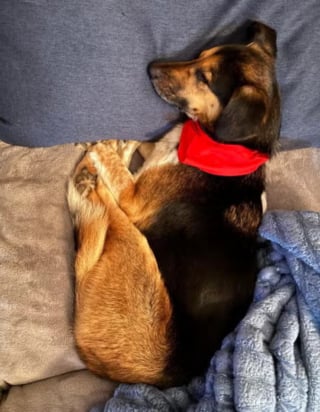 Illustration de l'article : Secouru in extremis dans la dangereuse jungle du Costa Rica ce chien tr&egrave;s malade trouve enfin sa famille d'adoption