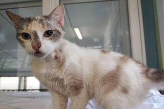Illustration de l'article : Trouv&eacute;e bless&eacute;e, amaigrie et affam&eacute;e, cette chatte sauv&eacute;e par un refuge attend de trouver sa famille pour la vie