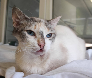 Illustration de l'article : Trouv&eacute;e bless&eacute;e, amaigrie et affam&eacute;e, cette chatte sauv&eacute;e par un refuge attend de trouver sa famille pour la vie