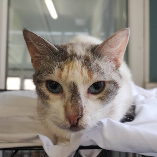 Illustration de l'article : Trouv&eacute;e bless&eacute;e, amaigrie et affam&eacute;e, cette chatte sauv&eacute;e par un refuge attend de trouver sa famille pour la vie