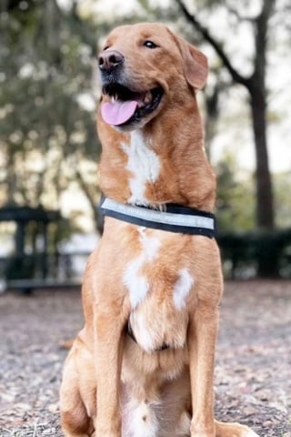 Illustration de l'article : Apr&egrave;s avoir flair&eacute; le cancer de son ma&icirc;tre ce chien crois&eacute; Labrador d&eacute;tecte le cancer du sein de sa ma&icirc;tresse