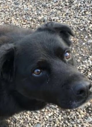 Illustration de l'article : &laquo; J&rsquo;avais d&eacute;j&agrave; compris qu&rsquo;il s&rsquo;agissait d&rsquo;un cancer &raquo;, un homme remercie son Border Collie sans qui il serait pass&eacute; &agrave; c&ocirc;t&eacute; d&rsquo;un grave diagnostic