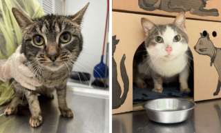 Illustration de l'article : Un organisme de protection animale sauve 17 chats en d&eacute;tresse qui survivaient sous le m&ecirc;me toit dans des conditions d&eacute;plorables