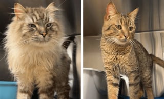 Illustration de l'article : Un organisme de protection animale sauve 17 chats en d&eacute;tresse qui survivaient sous le m&ecirc;me toit dans des conditions d&eacute;plorables