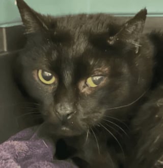 Illustration de l'article : Un organisme de protection animale sauve 17 chats en d&eacute;tresse qui survivaient sous le m&ecirc;me toit dans des conditions d&eacute;plorables