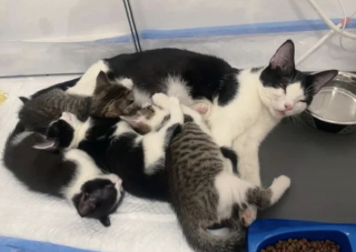 Illustration de l'article : &laquo; Une petite guerri&egrave;re &raquo;, n&eacute;e avec une patte courte cette chatonne sauve sa famille prisonni&egrave;re d'une cage rouill&eacute;e dans une arri&egrave;re-boutique