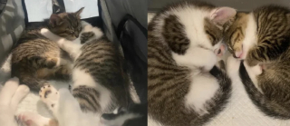 Illustration de l'article : &laquo; Une petite guerri&egrave;re &raquo;, n&eacute;e avec une patte courte cette chatonne sauve sa famille prisonni&egrave;re d'une cage rouill&eacute;e dans une arri&egrave;re-boutique