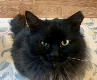 Illustration de l'article : Autrefois couvert de n&oelig;uds et d'infections ce chat noir s&eacute;nior d&eacute;voile une magnifique crini&egrave;re apr&egrave;s son sauvetage