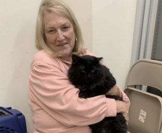 Illustration de l'article : Autrefois couvert de n&oelig;uds et d'infections ce chat noir s&eacute;nior d&eacute;voile une magnifique crini&egrave;re apr&egrave;s son sauvetage