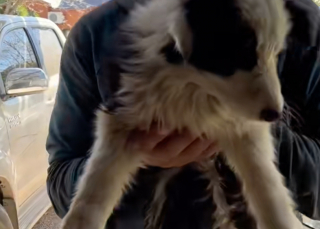 Illustration de l'article : Une femme pensait voir son mari revenir du refuge avec un chien et accueille finalement avec joie une s&oelig;ur et son fr&egrave;re boud&eacute;s par les adoptants