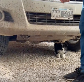 Illustration de l'article : Une femme pensait voir son mari revenir du refuge avec un chien et accueille finalement avec joie une s&oelig;ur et son fr&egrave;re boud&eacute;s par les adoptants