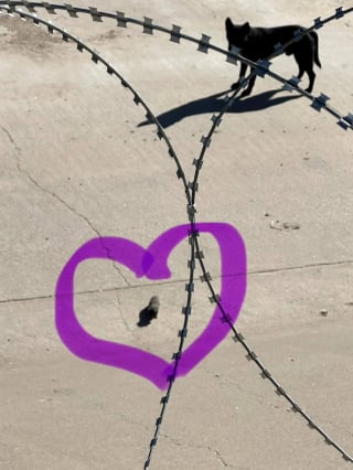 Illustration de l'article : Ce courageux chien errant am&egrave;ne un chaton orphelin aux gardes-fronti&egrave;res avant d'&ecirc;tre lui-m&ecirc;me secouru