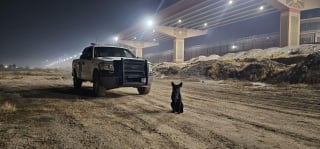 Illustration de l'article : Ce courageux chien errant am&egrave;ne un chaton orphelin aux gardes-fronti&egrave;res avant d'&ecirc;tre lui-m&ecirc;me secouru