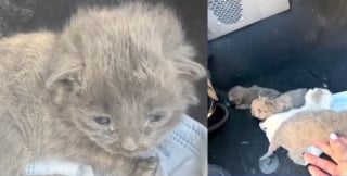 Illustration de l'article : Ce courageux chien errant am&egrave;ne un chaton orphelin aux gardes-fronti&egrave;res avant d'&ecirc;tre lui-m&ecirc;me secouru