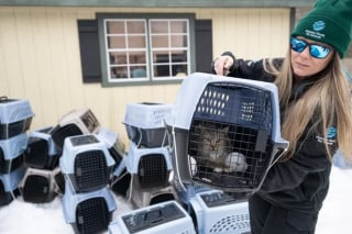 Illustration de l'article : Intervenant sur une propri&eacute;t&eacute;, les autorit&eacute;s d&eacute;couvrent et sauvent plus de 100 chats maigres recroquevill&eacute;s dans la neige