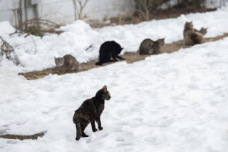 Illustration de l'article : Intervenant sur une propri&eacute;t&eacute;, les autorit&eacute;s d&eacute;couvrent et sauvent plus de 100 chats maigres recroquevill&eacute;s dans la neige