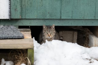 Illustration de l'article : Intervenant sur une propri&eacute;t&eacute;, les autorit&eacute;s d&eacute;couvrent et sauvent plus de 100 chats maigres recroquevill&eacute;s dans la neige