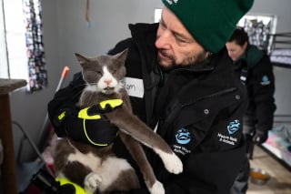 Illustration de l'article : Intervenant sur une propri&eacute;t&eacute;, les autorit&eacute;s d&eacute;couvrent et sauvent plus de 100 chats maigres recroquevill&eacute;s dans la neige