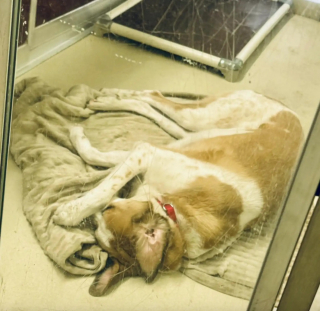 Illustration de l'article : Ce chien qui se retrouve au refuge apr&egrave;s 5 ans de qui&eacute;tude se couvre les yeux comme pour &eacute;viter d'affronter la dure r&eacute;alit&eacute;